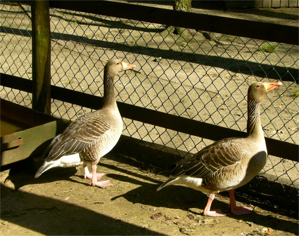 Graugänse im Tiergehege Eisenhüttenstadt