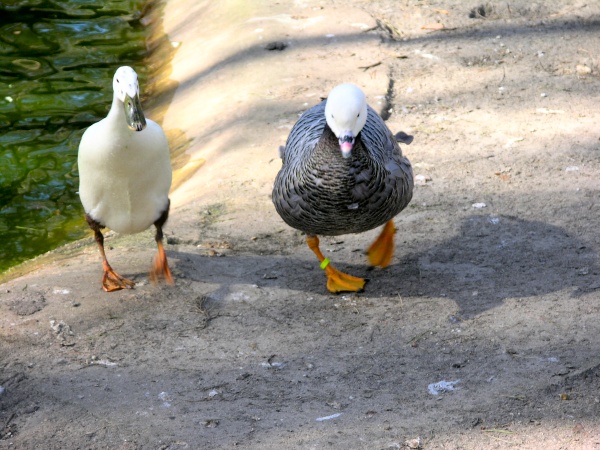 Langhalsente und Kaisergans im Tiergehege Eisenhüttenstadt